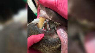 A close-up photograph of Tundra the bear's new titanium tooth while the bear is still sedated.