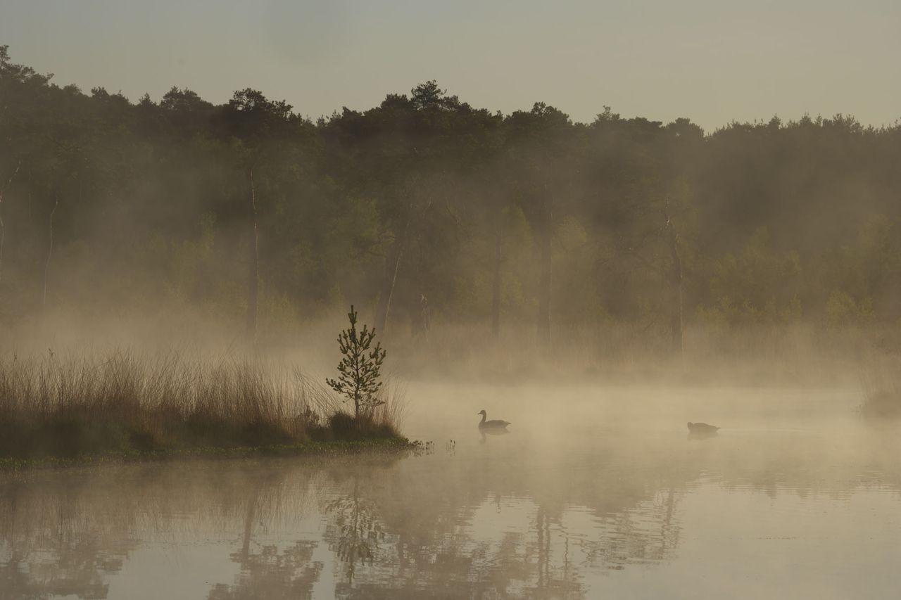 Geese on a lake at first light, the sun is illuminated the misty atmosphere