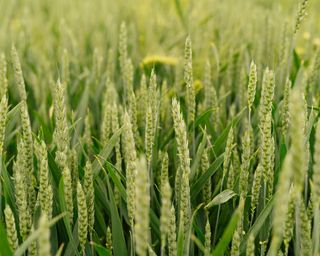 Winter wheat cover crop