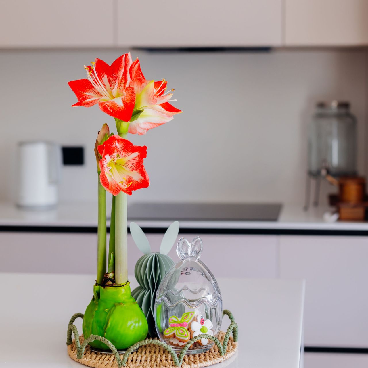 waxed amaryllis bulb on kitchen counter