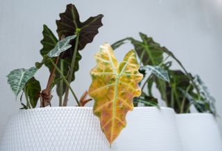 Alocasia amazonica Polly plants having leaf blight disease