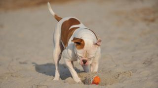 American Bulldog