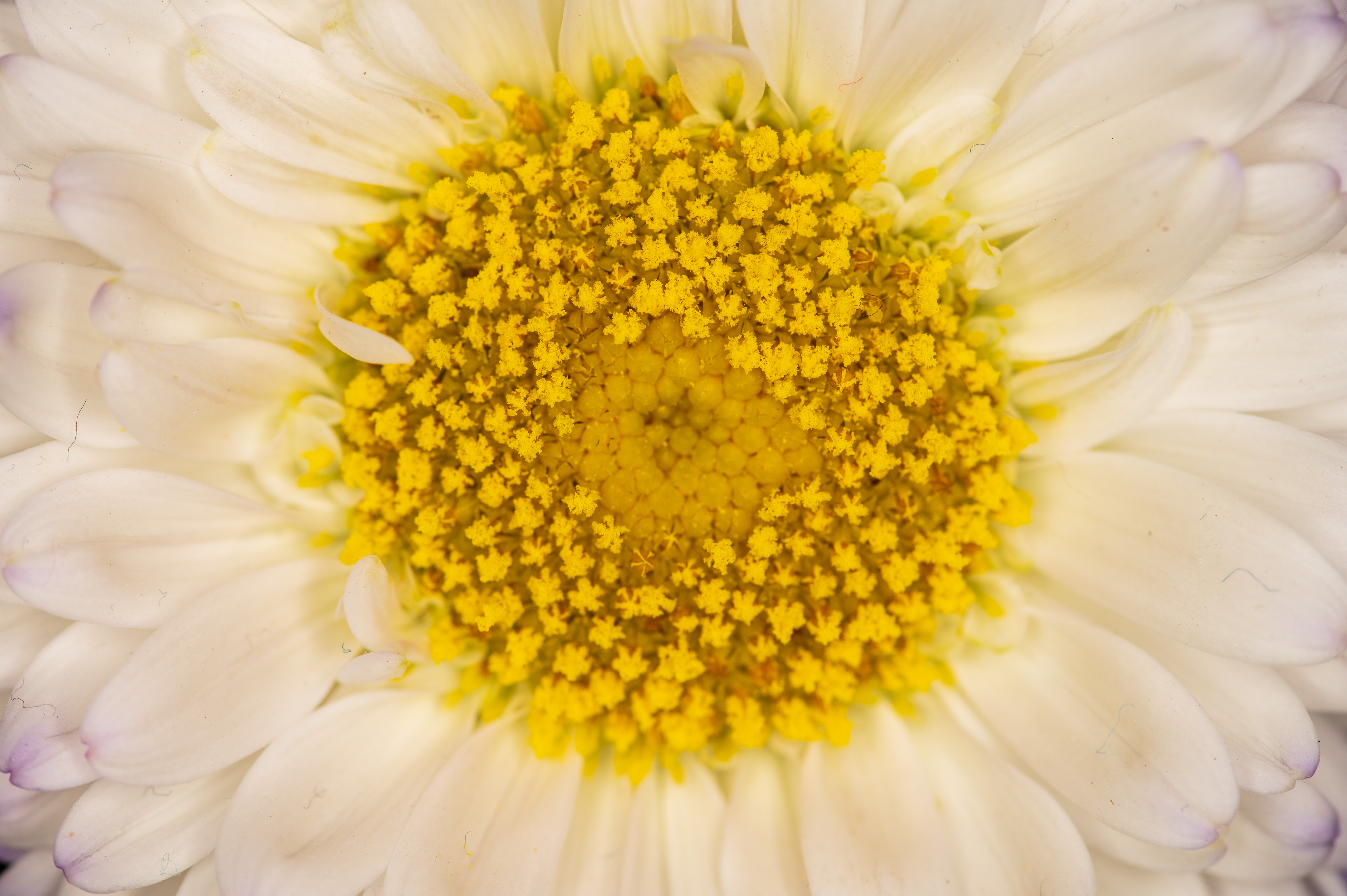 Neewer RF1 Macro Ring Flash example shot
