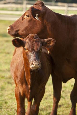 red poll dam and heifer calf