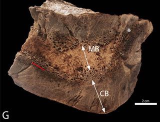 T. rex medullary bone