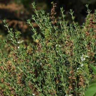 Common Thyme Seeds