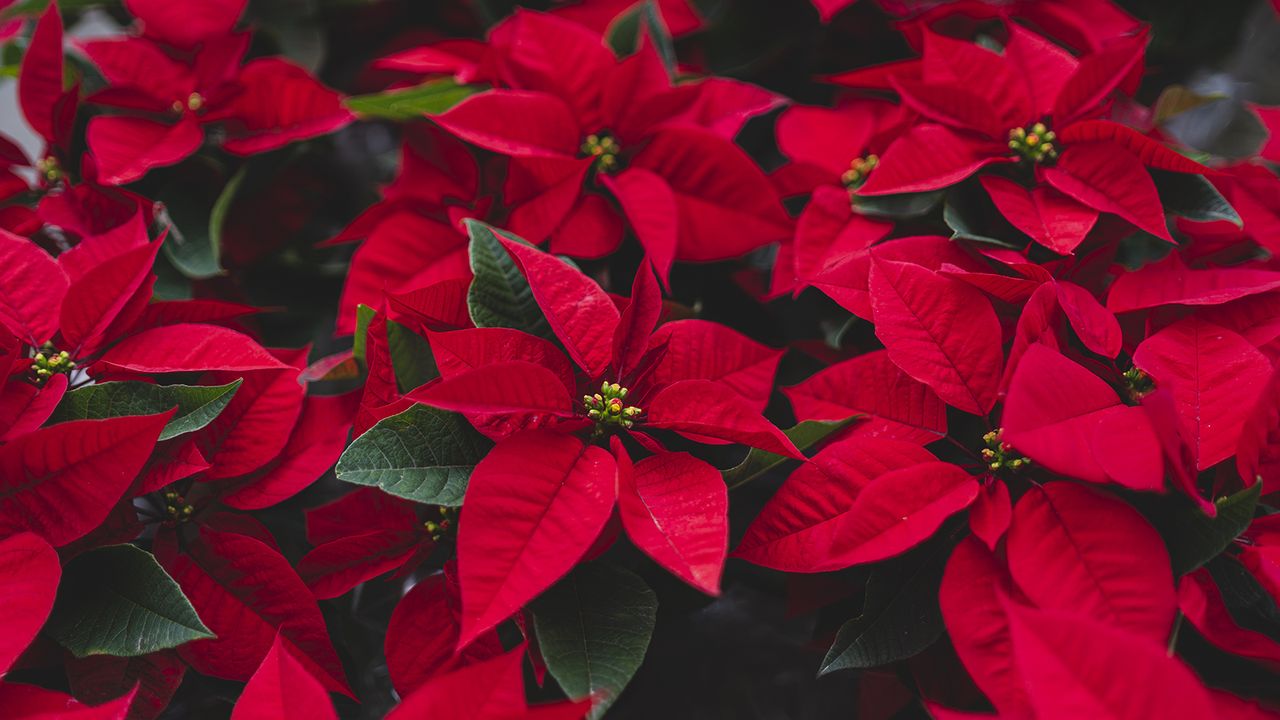 Closeup of the blossomed beautiful red poinsettia flowers