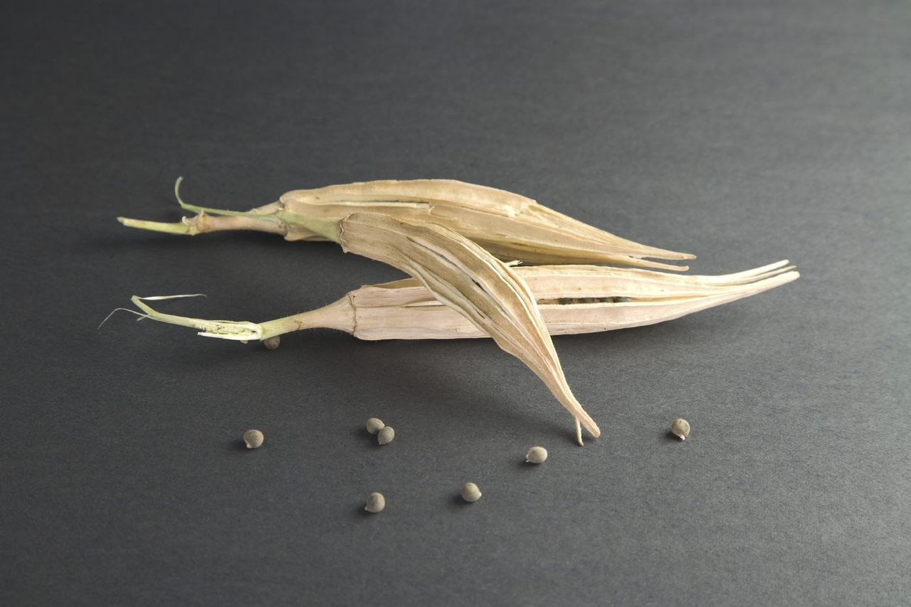 Okra Seeds