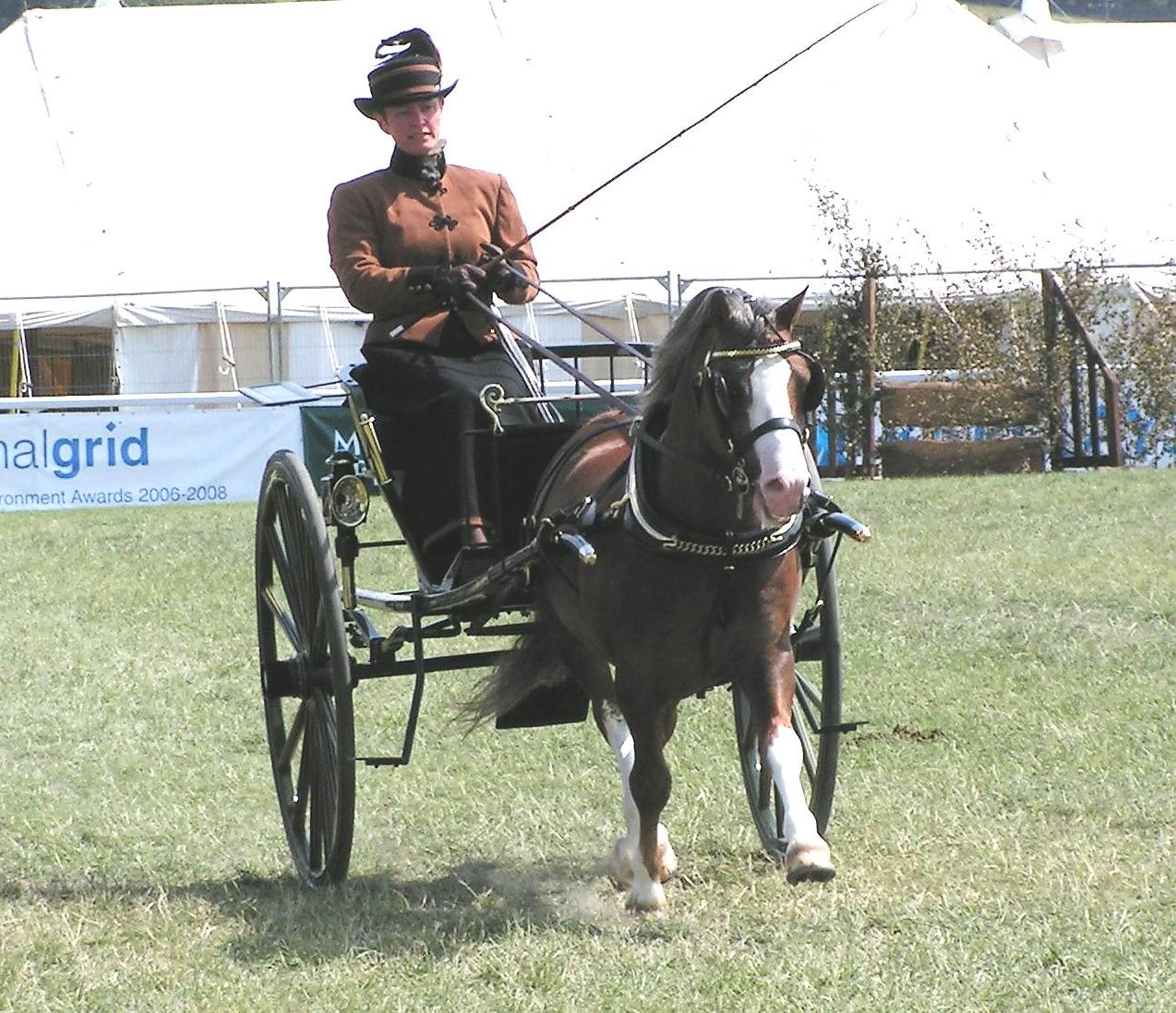 Heniarth Quip shown in harness at the Royal Welsh