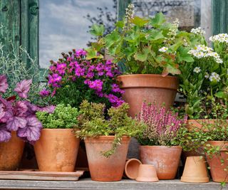 flowers in terracotta plant pots