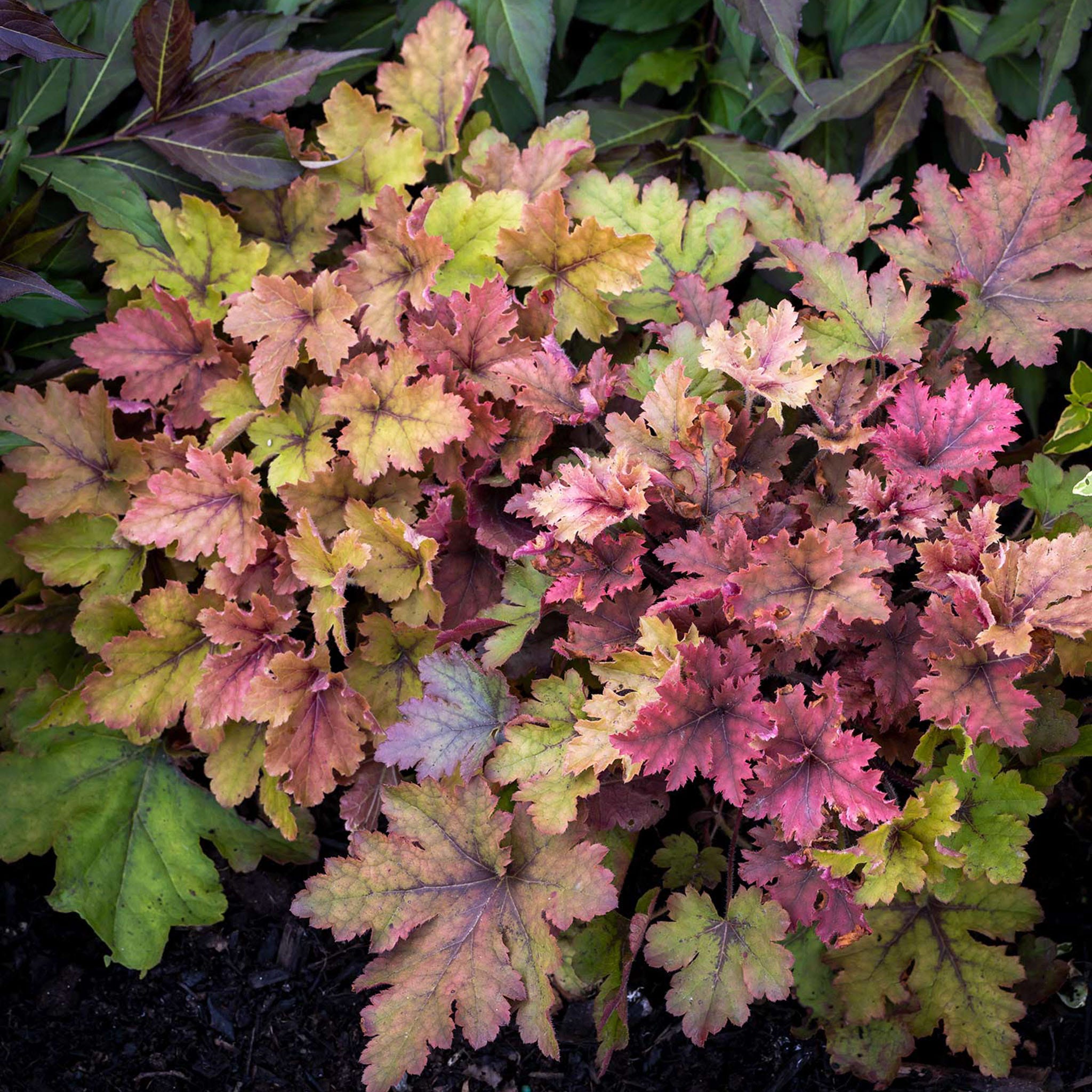 Copper King&amp;#8203; Heucherella&amp;#8203; Plant