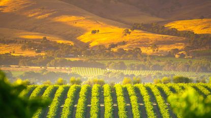 Australia & New Zealand