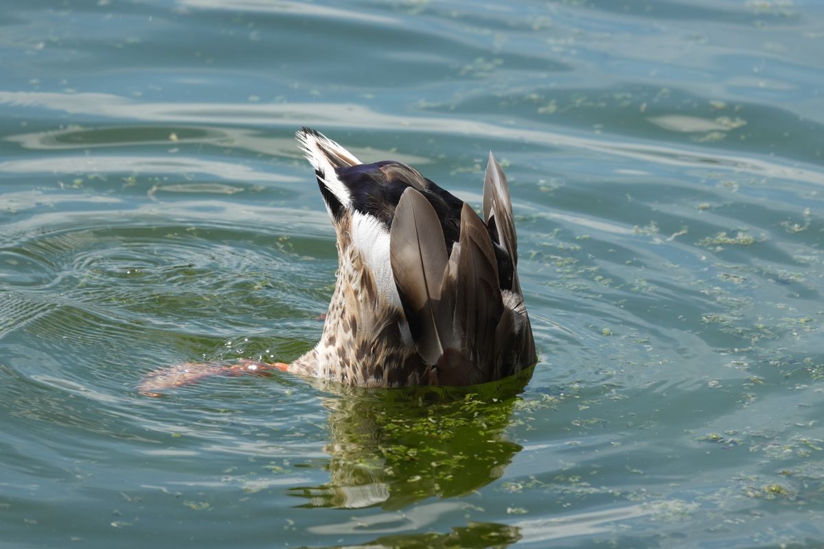 Duck feeding underwater with its tail and wings raised above the surface.