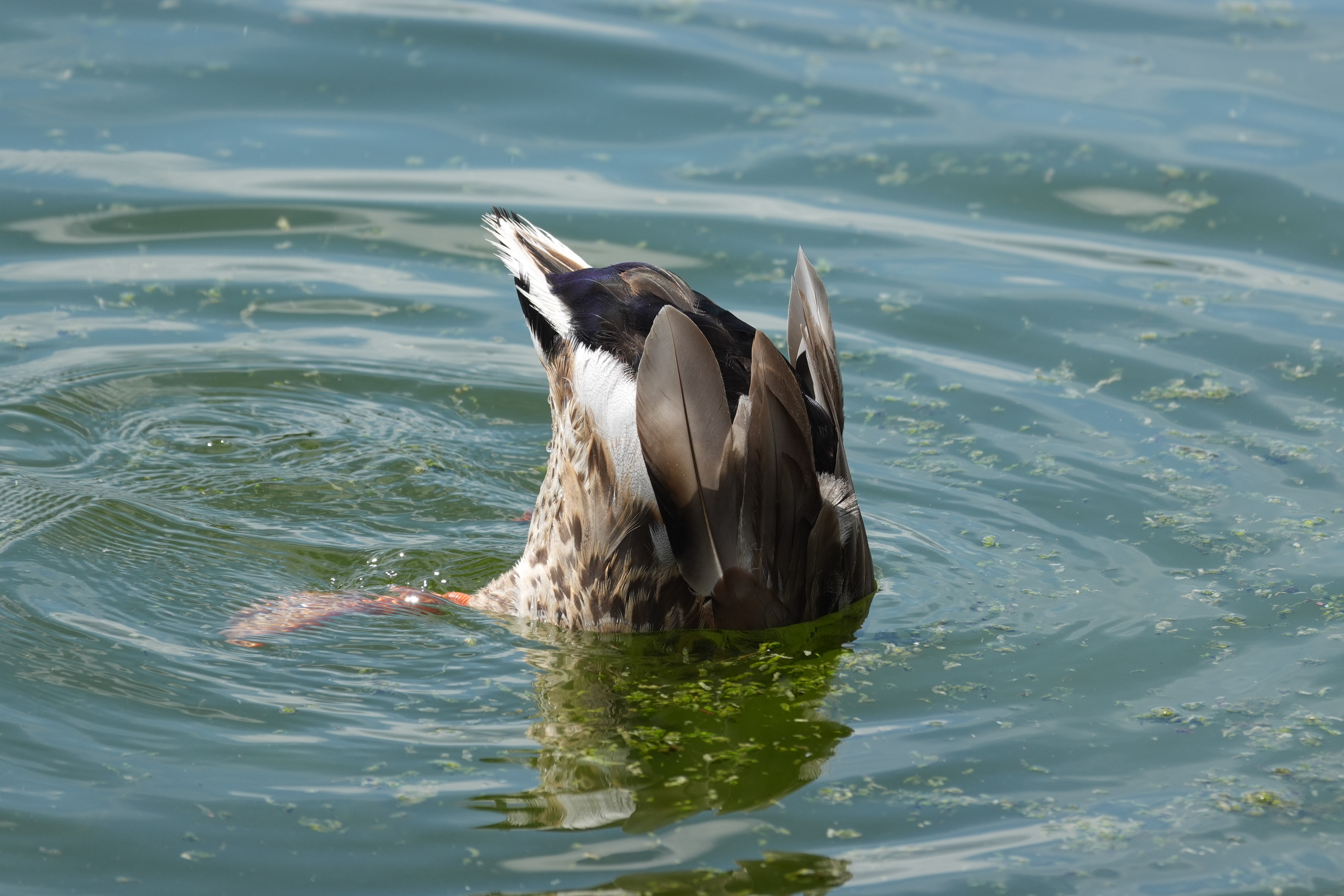 Duck feeding underwater with its tail and wings raised above the surface.