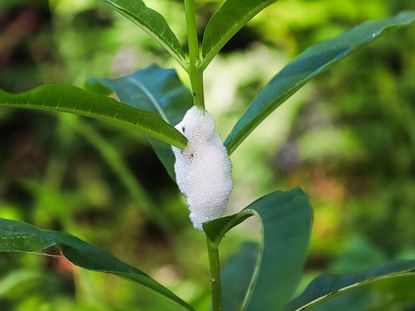 Spittlebugs On Green Plant