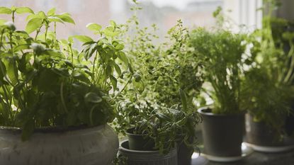 Herbs in pots on window sill 