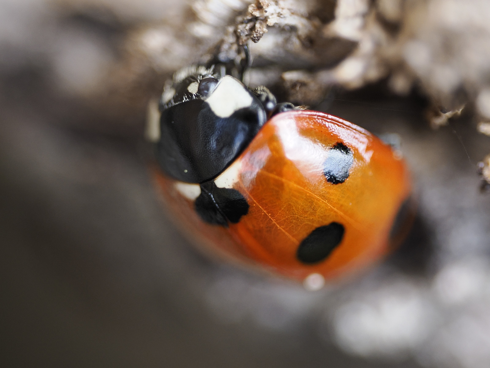 Macro photo of a ladybird
