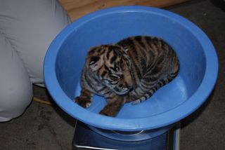 A Sumatran tiger cub born at the Sacramento Zoo on March 3, 2013 getting weighed.