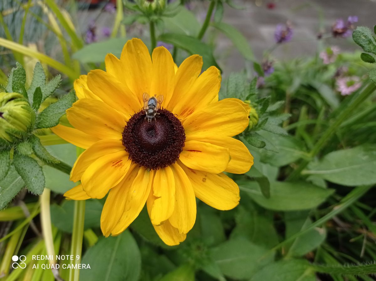 Quite a nice closeup, with the bug sharply focus &ndash; although the EXIF data tells us this was the main camera, not the macro