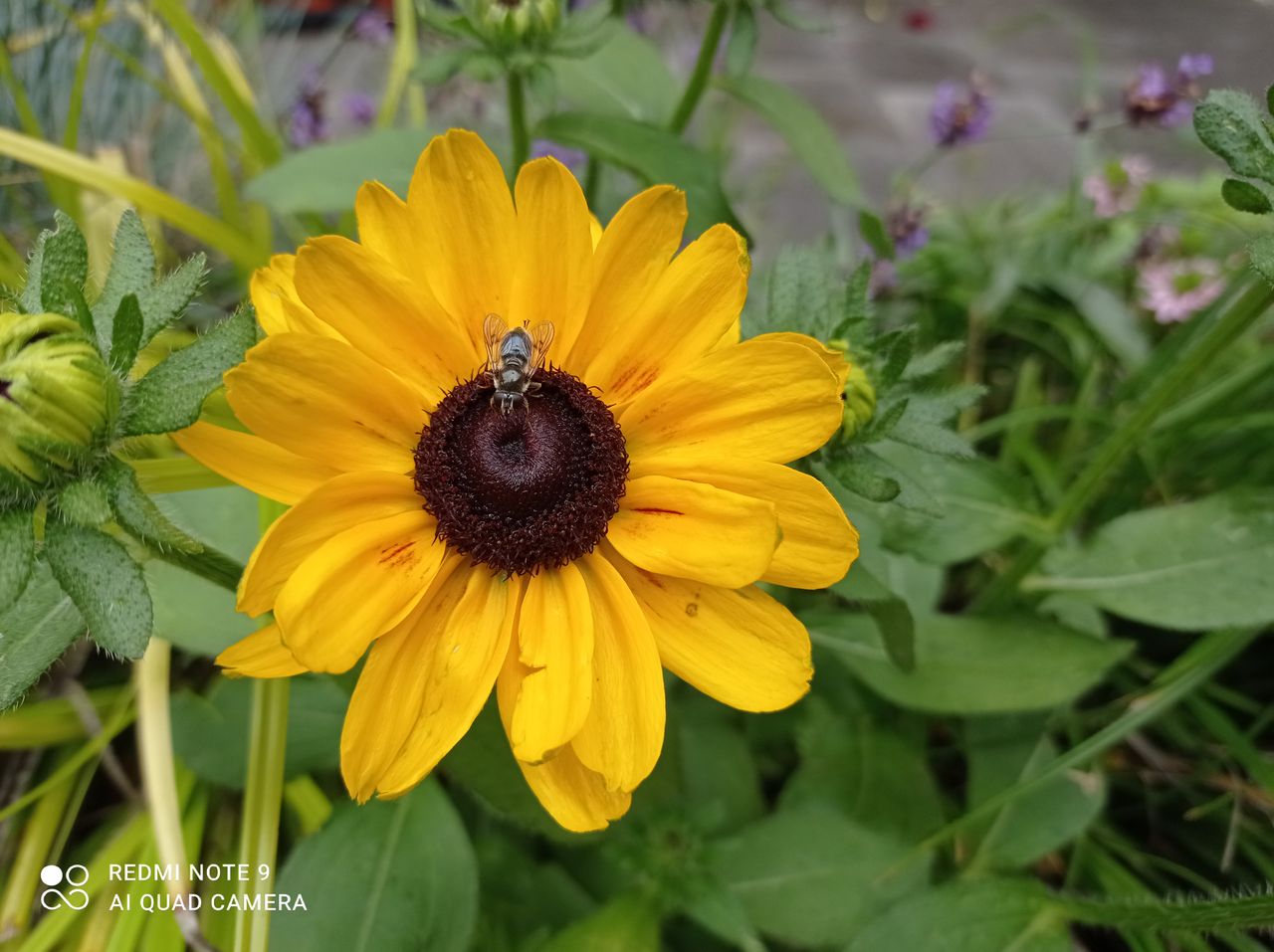 Quite a nice closeup, with the bug sharply focus &ndash; although the EXIF data tells us this was the main camera, not the macro