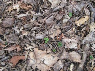 Green leaves make an appearance among last year's dead ones in Prospect Park in Brooklyn at the end of an unusually mild winter.