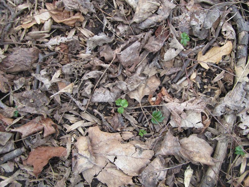 Green leaves make an appearance among last year&#039;s dead ones in Prospect Park in Brooklyn at the end of an unusually mild winter.