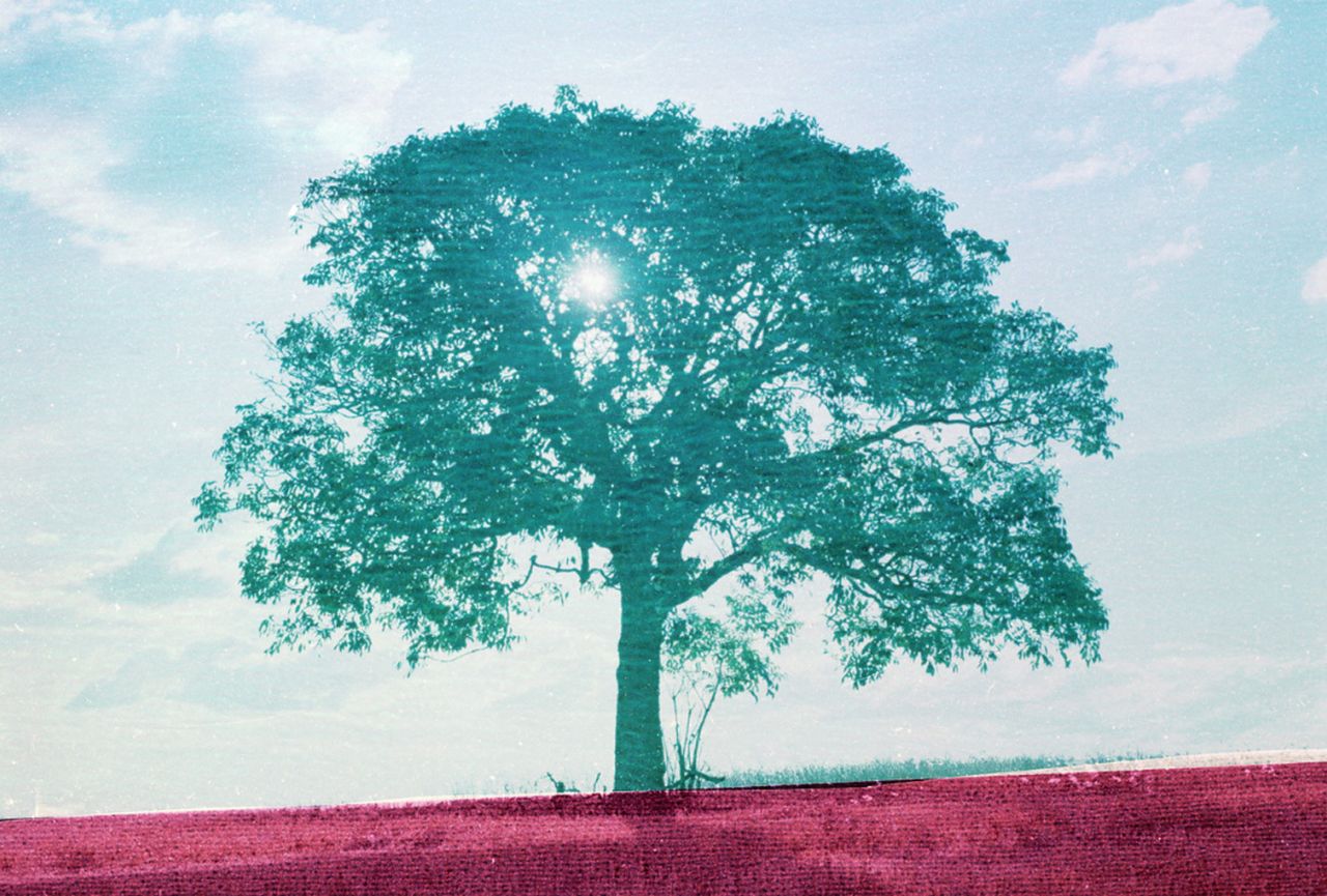 Image of a tree in aqua tones, with deep pink ground