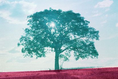 Image of a tree in aqua tones, with deep pink ground