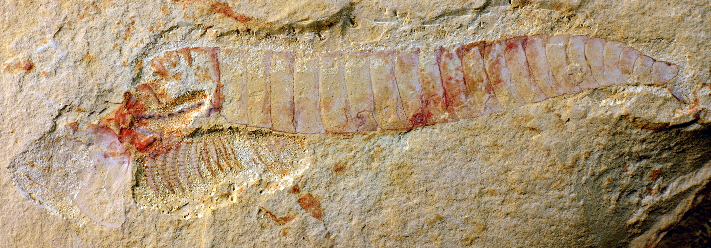 Complete C. kunmingensis specimen with nerve cord — a dark, ropelike strand — visible on the left, near the head shield.