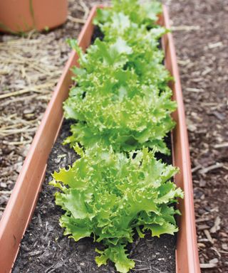 Lettuces growing in a rectangular pot