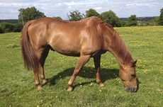 Oscar was stolen while on loan