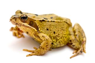 common frog