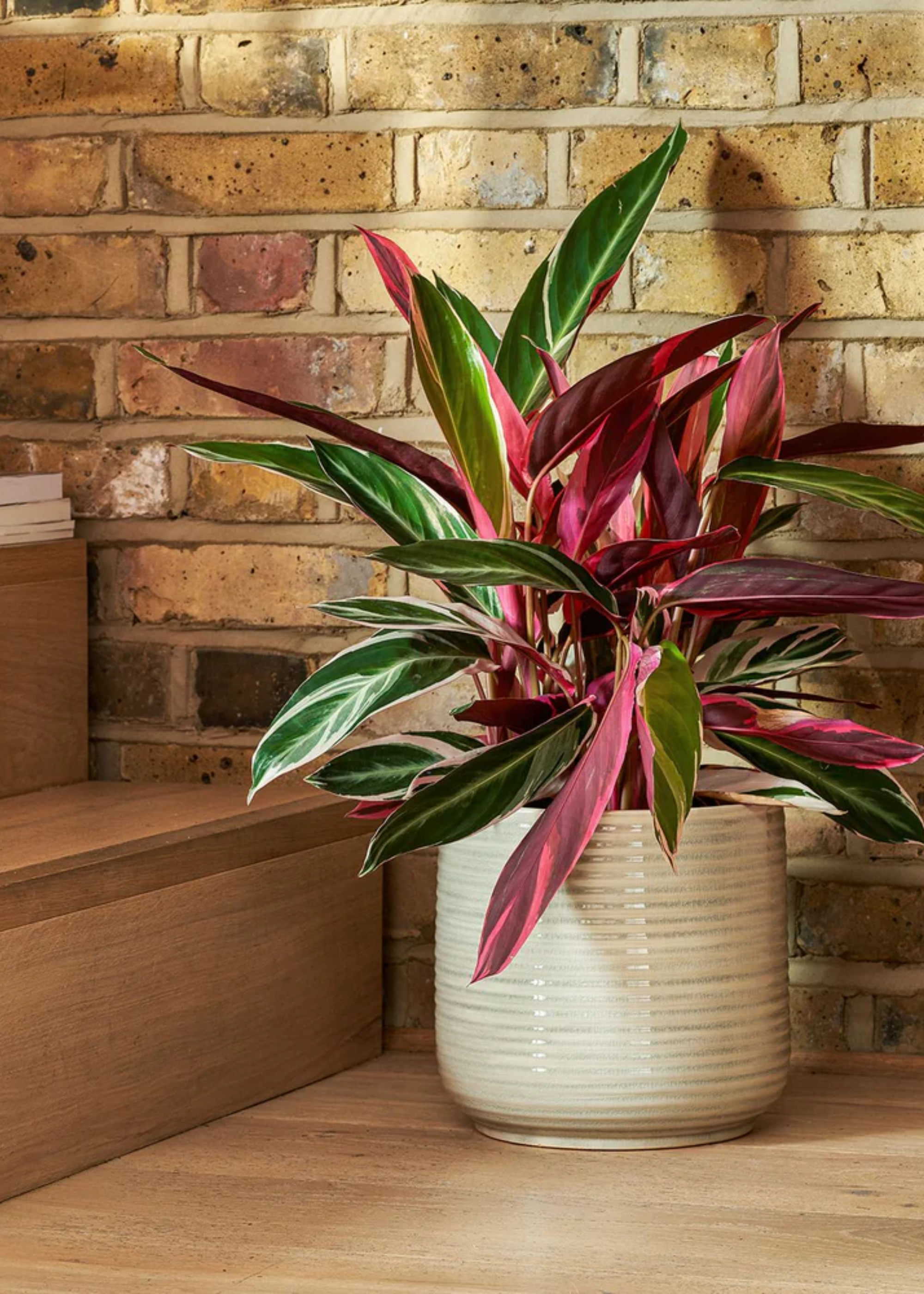 A wooden staircase with a potted stromanthe triostar planr