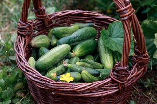 how to grow cucumbers: cucumbers in a basket