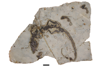 A photograph of the fossil showing an adult reptile surrounded by juveniles of the same species.