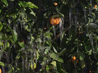 Ice to Protect Orange Trees from the Cold, California
