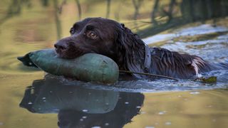 English springer spaniel swimming