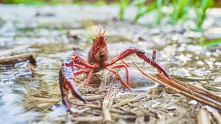 Red noble crayfish crawling near shallow water