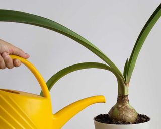 A person's hand is in view watering an amaryllis bulb with a large yellow watering can