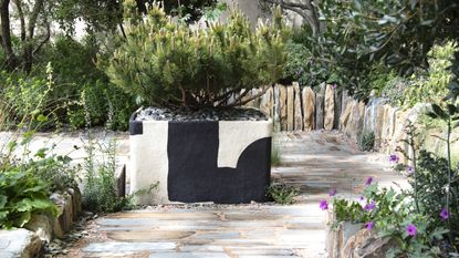 A conifer in a large planter in the middle of a dry garden with stone paving at the Chelsea Flower Show 2026