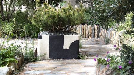 A conifer in a large planter in the middle of a dry garden with stone paving at the Chelsea Flower Show 2026
