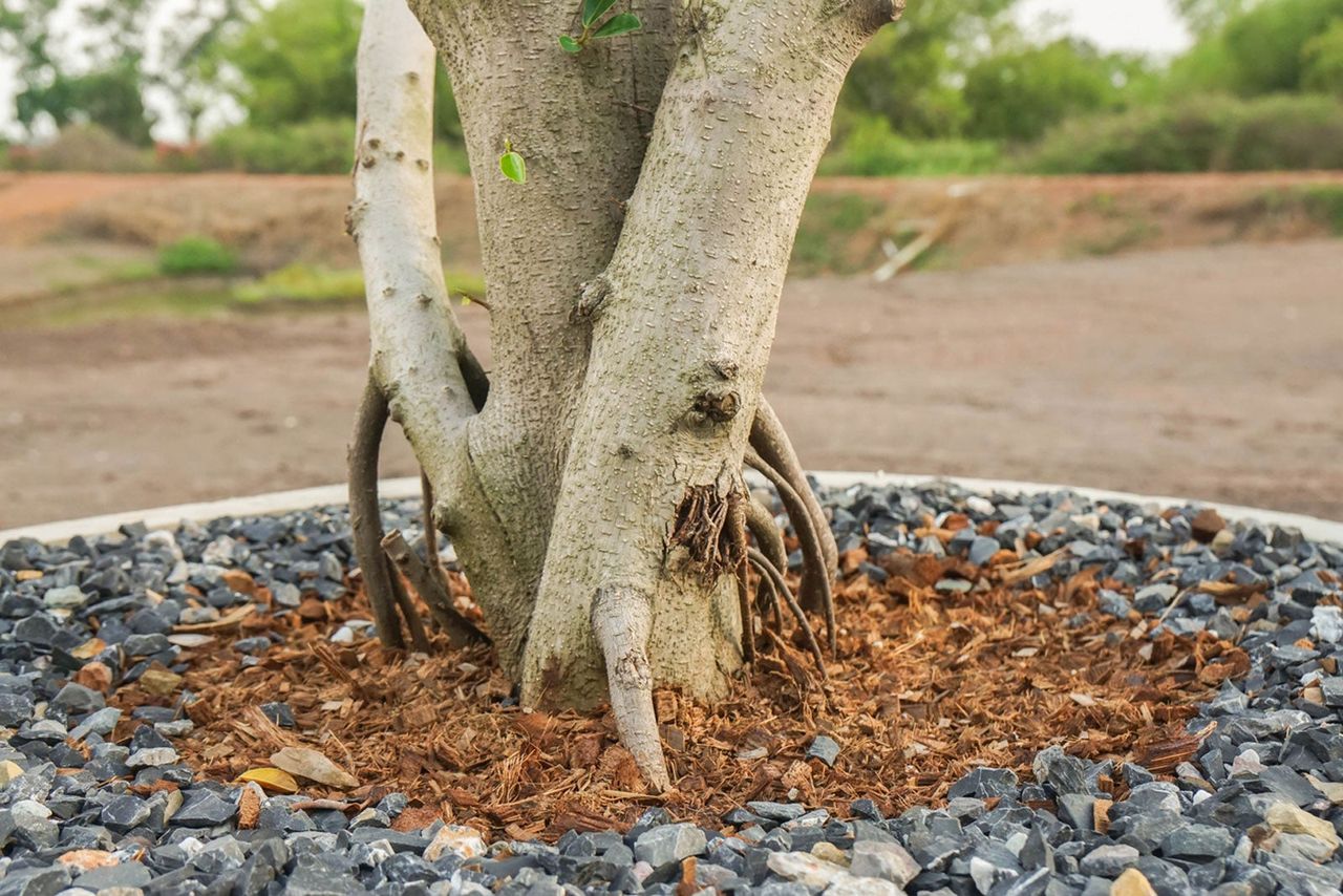 Rocks And Mulch Surrounding A Planted Tree