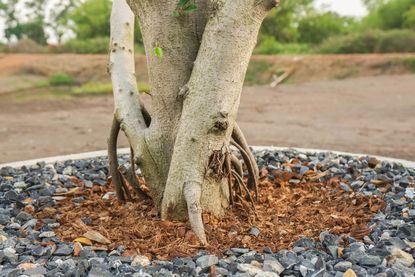 Rocks And Mulch Surrounding A Planted Tree