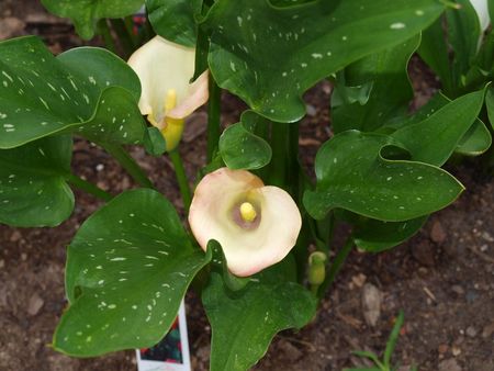 Calla Lilies Growing In The Garden