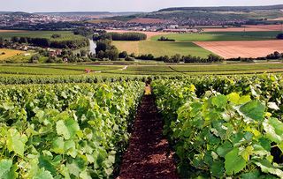 Dom Perignon's champagne vineyards