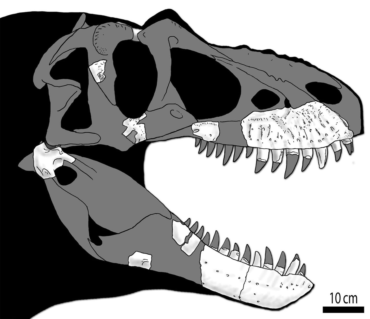 Researchers have the sections in white for the first skull that was found by the Da Groot family.