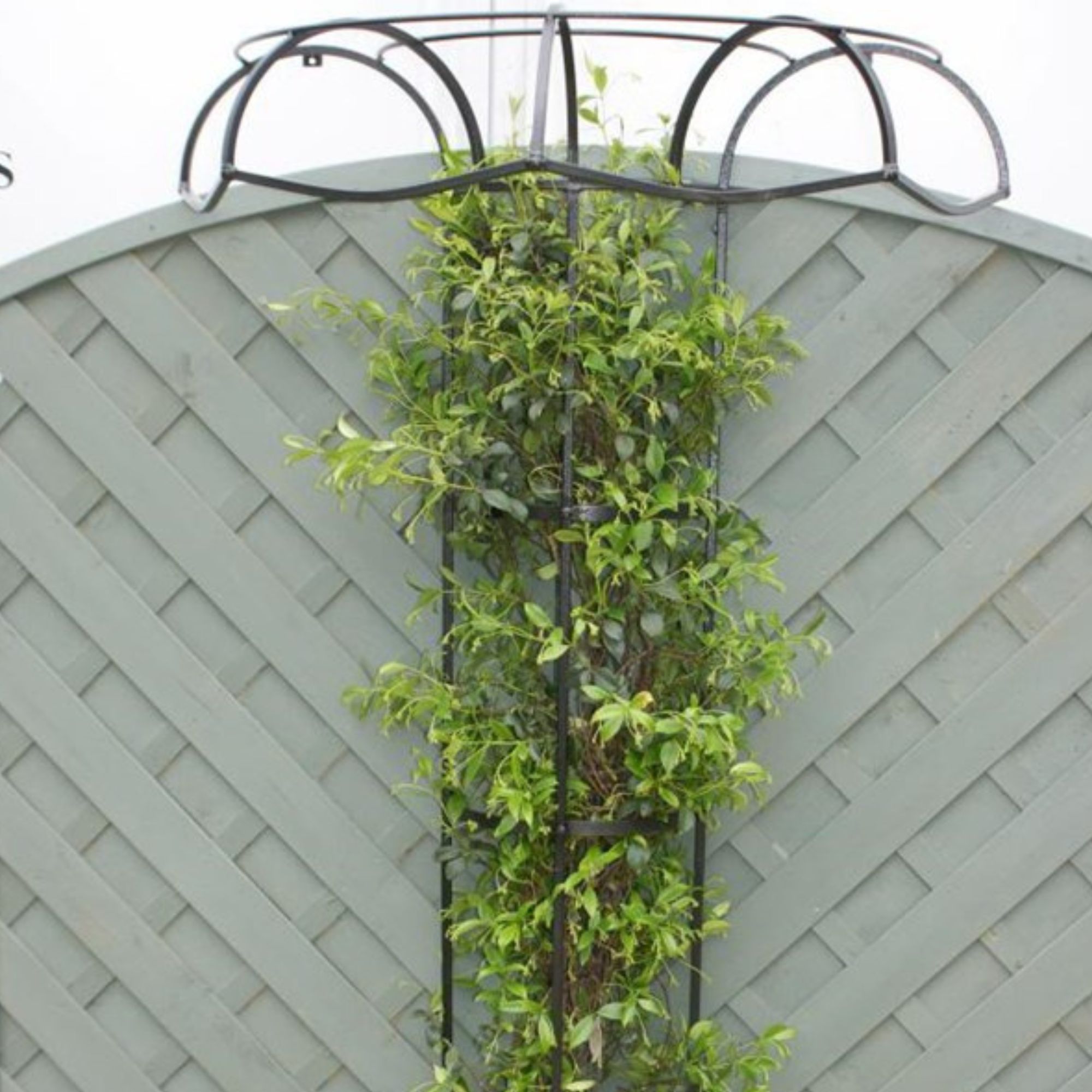 Primrose Wall Fixing Tuteur