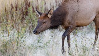 Cow elk grazing in field