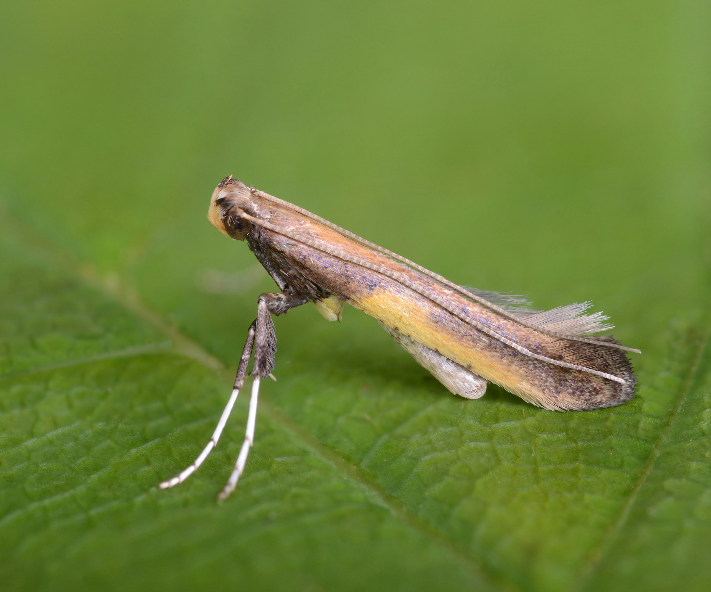 leaf miner on azalea leaf in detail