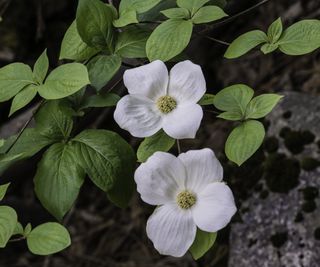 Pacific dogwood flowering with white blooms